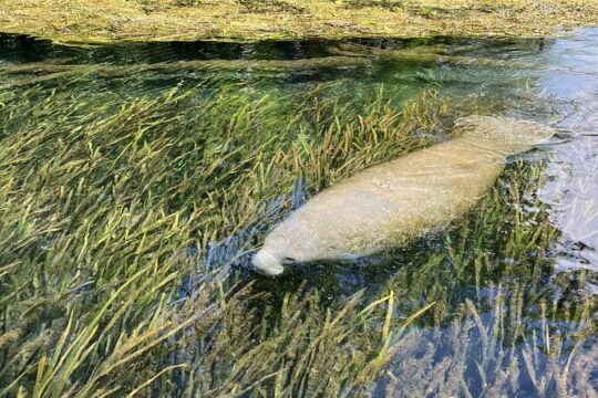 Silver Springs Real Florida Wildlife Experience